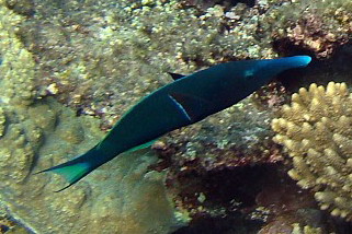 Gomphosus varius - Vogel-Lippfisch (Langnasen-Lippfisch)
